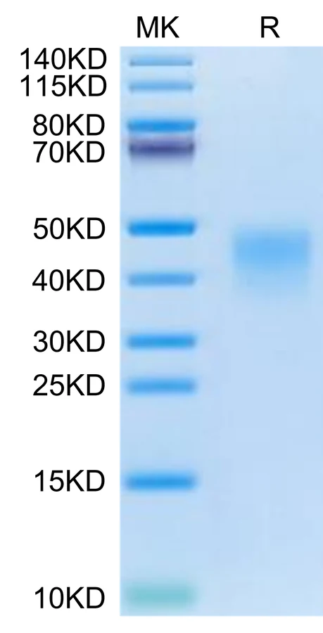 PD1-CP002 Bis-Tris-PAGE-white result
