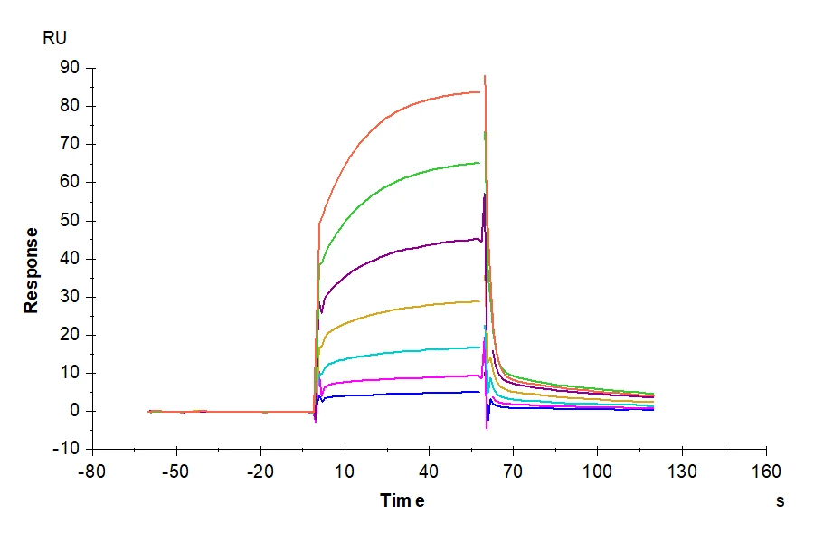 PD1-CP003 SPR result