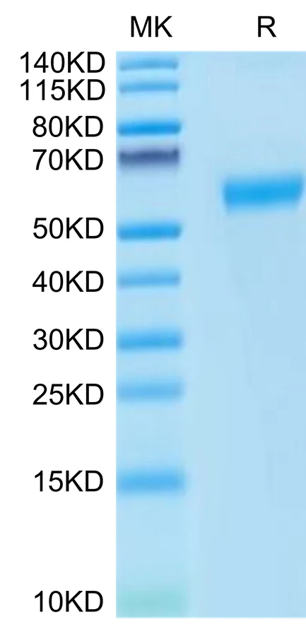 PD1-CP004 Bis-Tris-PAGE-white result