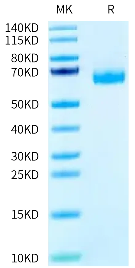 PD1-DP001 Bis-Tris-PAGE-white result