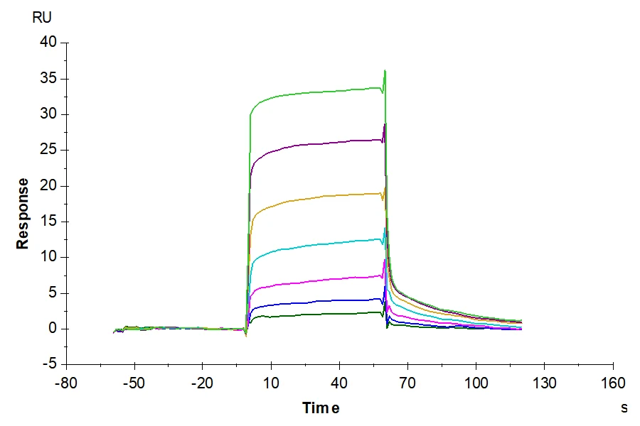 PD1-DP001 SPR result