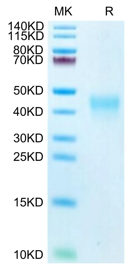 PD1-HB005 Bis-Tris-PAGE-white result