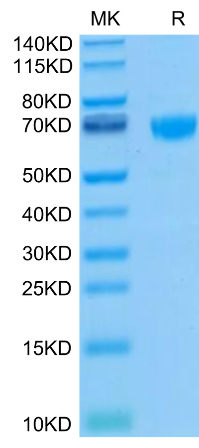 PD1-HB008 Bis-Tris-PAGE-white result
