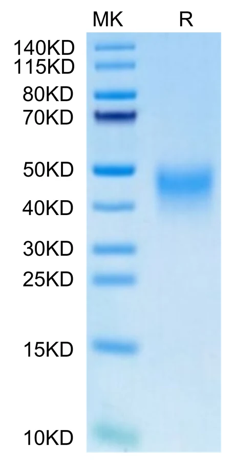 PD1-HP001 Bis-Tris-PAGE-white result