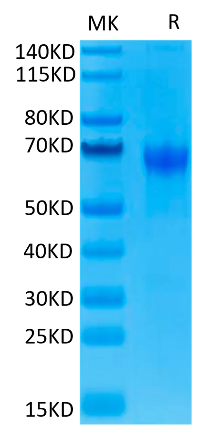 PD1-HP004 Bis-Tris-PAGE-white result