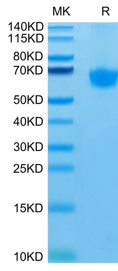 PD1-HP006 Bis-Tris-PAGE-white result