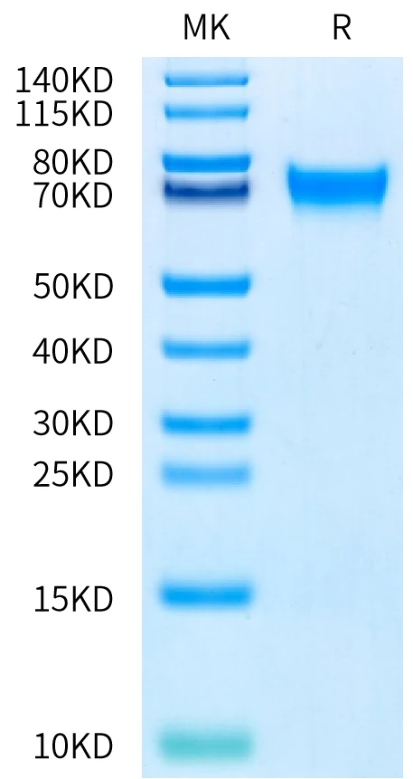 PD1-HP007 Bis-Tris-PAGE-white result