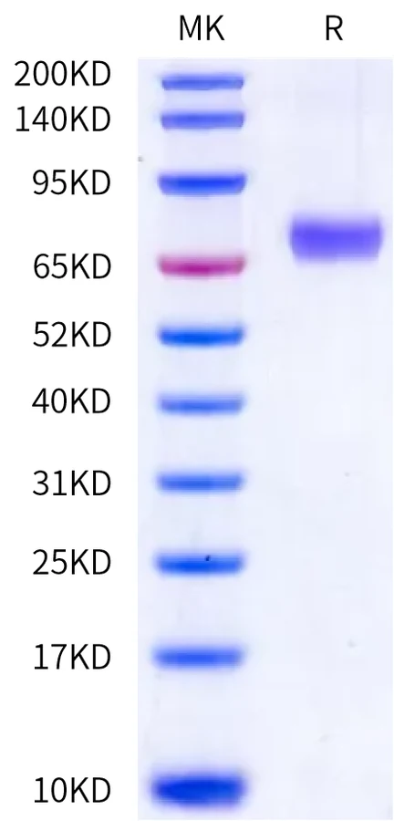 PD1-MB004 Bis-Tris-PAGE-white result
