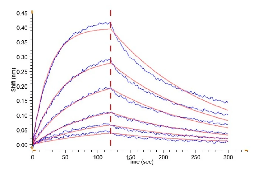 PD1-MP001 BLI result