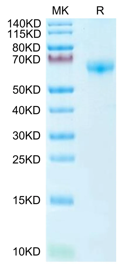 PD1-MP001 Bis-Tris-PAGE-white result