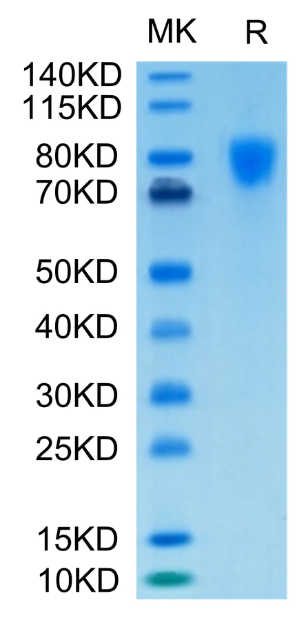 PDGFRA-HB001 Bis-Tris-PAGE-white result