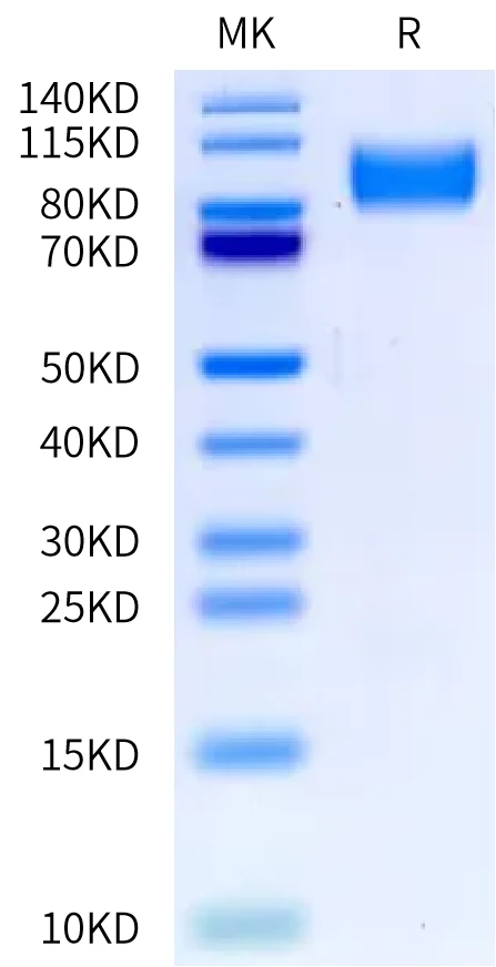 PDGFRB-HB001 Bis-Tris-PAGE-white result