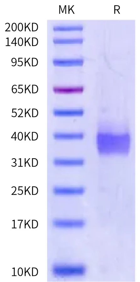 PDL1-CB003 Bis-Tris-PAGE-white result