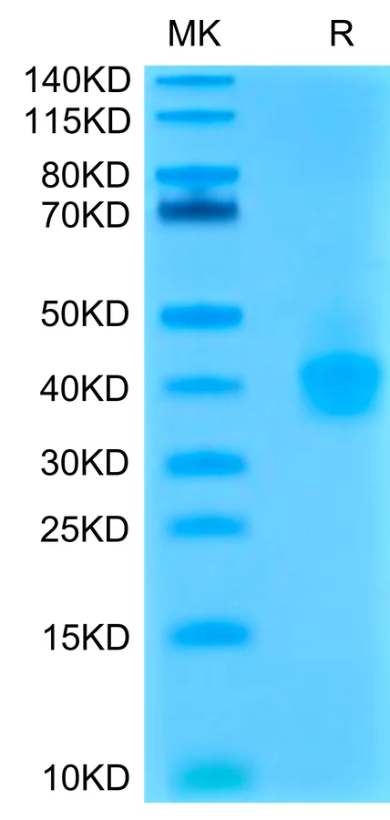PDL1-CP001 Bis-Tris-PAGE-white result