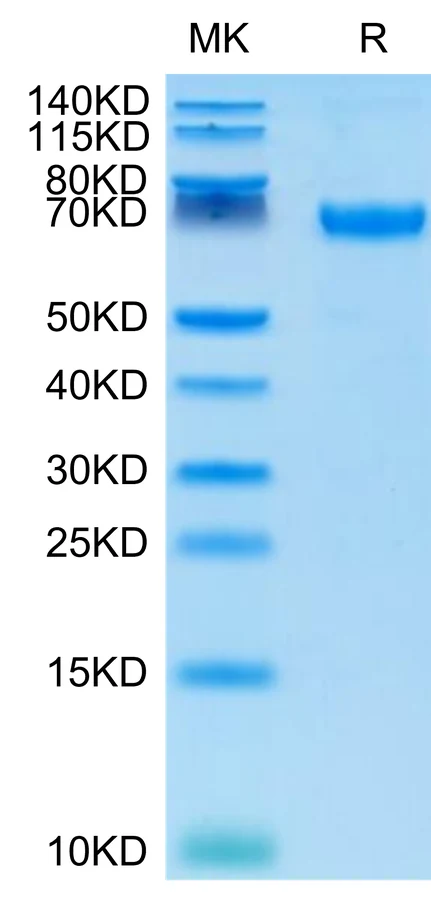 PDL1-CP002 Bis-Tris-PAGE-white result