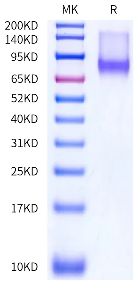 PDL1-DB001 Bis-Tris-PAGE-white result