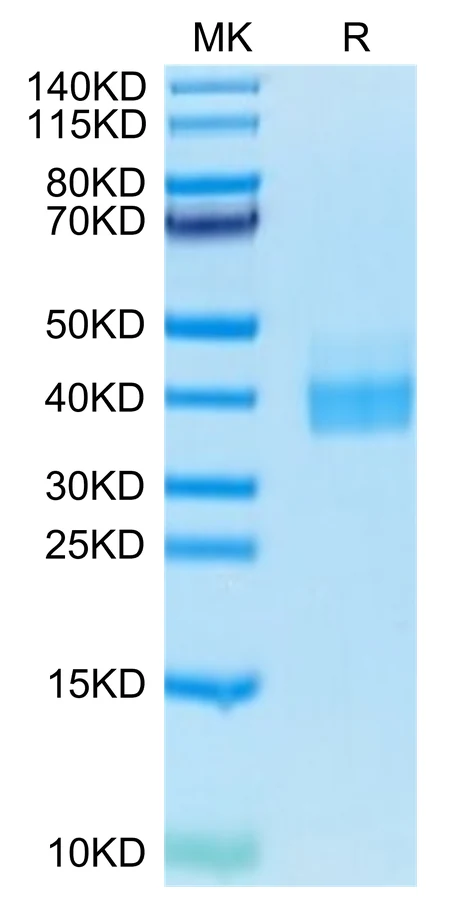 PDL1-HB006 Bis-Tris-PAGE-white result