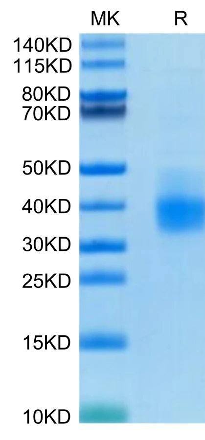 PDL1-HP001 Bis-Tris-PAGE-white result