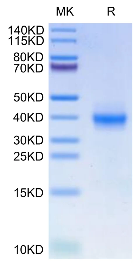 PDL1-HP004 Bis-Tris-PAGE-white result
