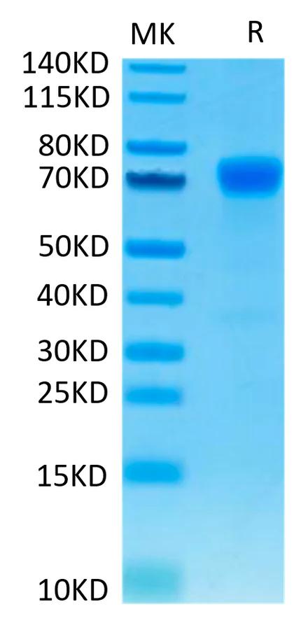 PDL1-HP007 Bis-Tris-PAGE-white result