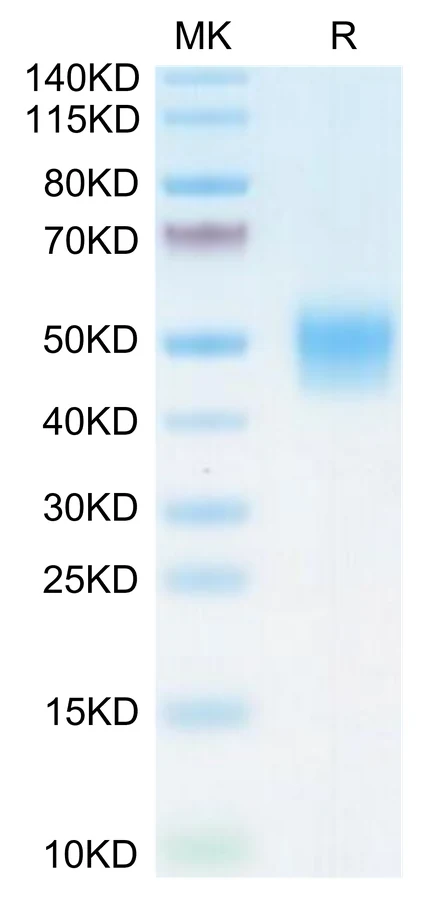 PDL1-MB003 Bis-Tris-PAGE-white result