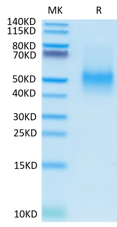 PDL1-MP001 Bis-Tris-PAGE-white result