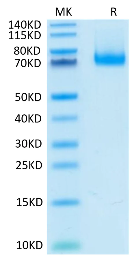 PDL1-MP003 Bis-Tris-PAGE-white result