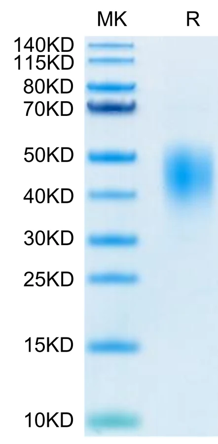 PDL2-HB003 Bis-Tris-PAGE-white result