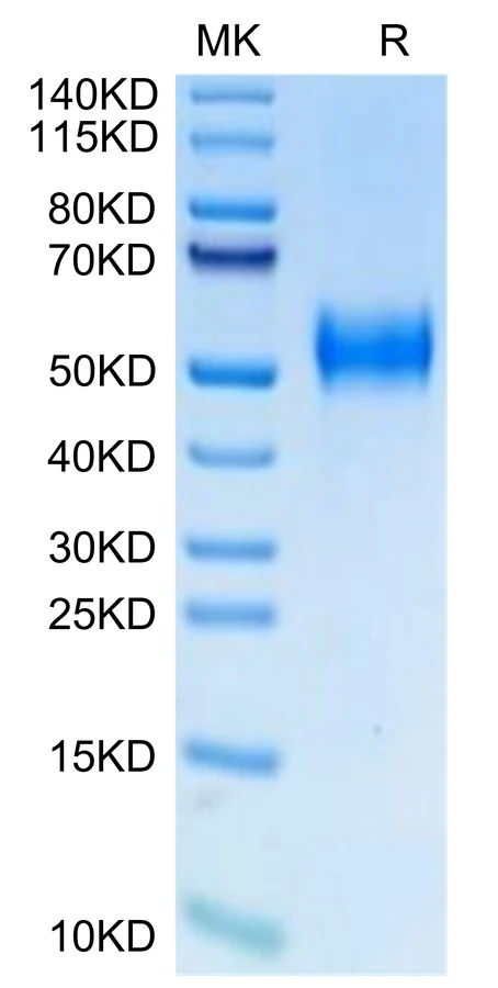 PLAUR-HB001 Bis-Tris-PAGE-white result