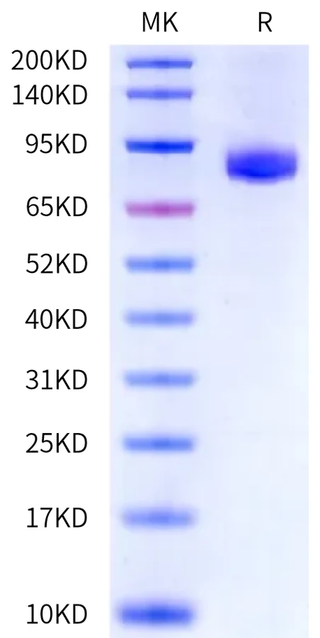 PLAUR-HF001 Bis-Tris-PAGE-white result