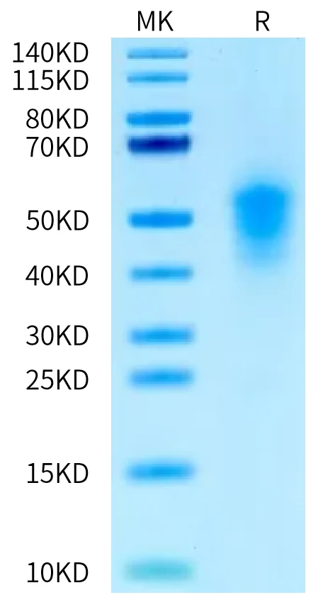 PLAUR-MB001 Bis-Tris-PAGE-white result