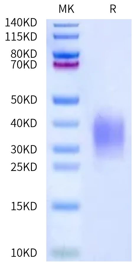 PLAUR-MB002 Bis-Tris-PAGE-white result