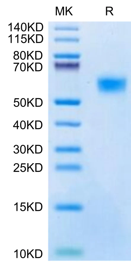 PLAUR-MB003 Bis-Tris-PAGE-white result