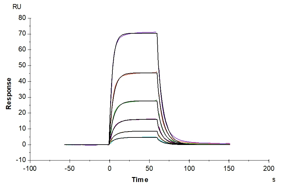 PLAUR-MB003 SPR result