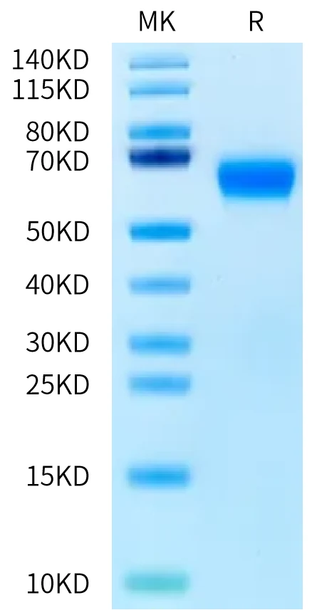 PLAUR-RB001 Bis-Tris-PAGE-white result