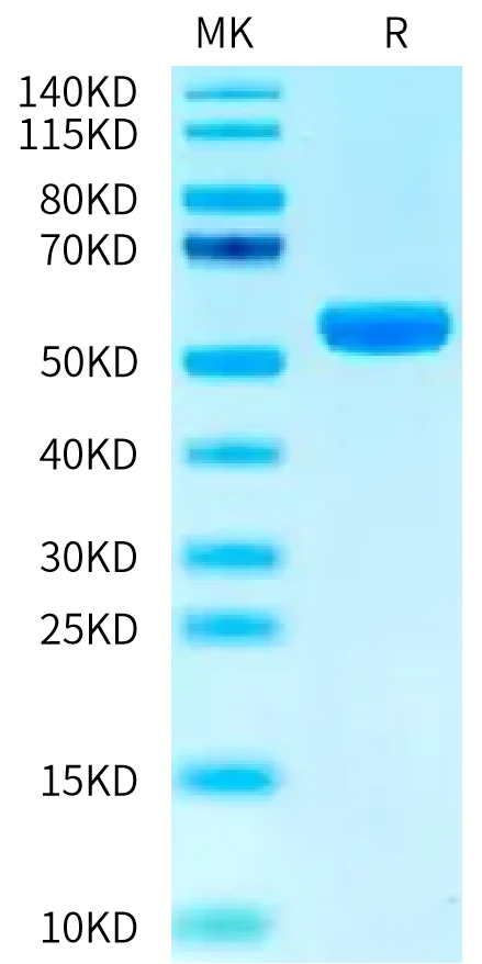 PRAME-HB002 Bis-Tris-PAGE-white result