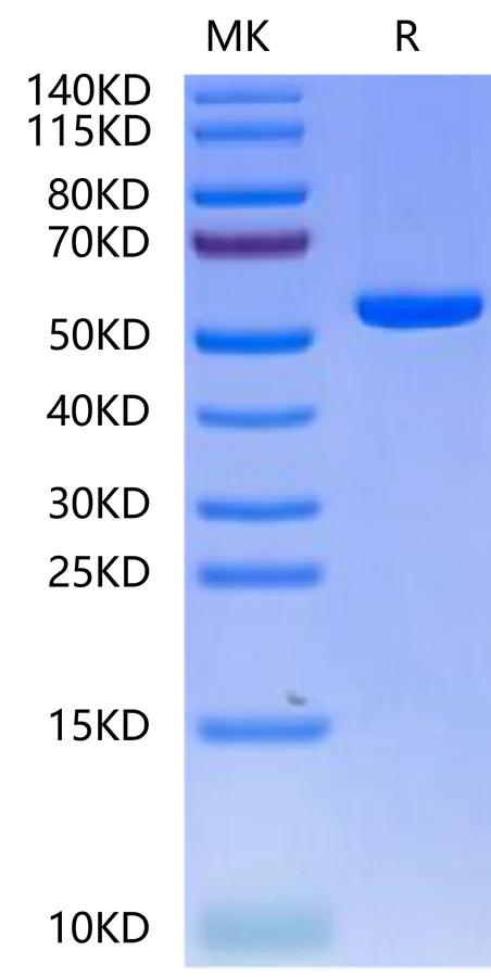PRAME-HB003 Bis-Tris-PAGE-white result