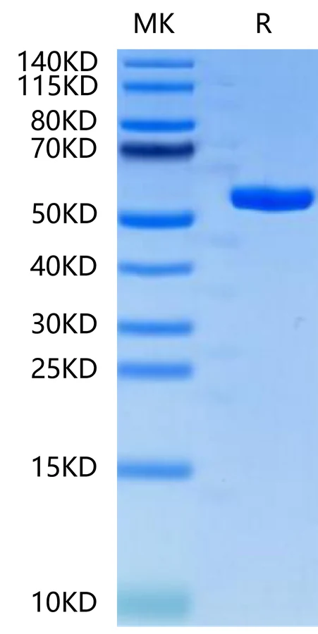 PRAME-HP001 Bis-Tris-PAGE-white result