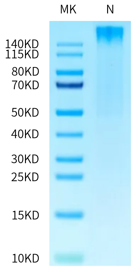 PRAME-HP002 Bis-Tris-PAGE-white result