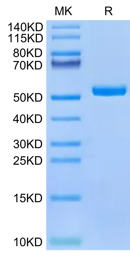 PRAME-HP003 Bis-Tris-PAGE-white result