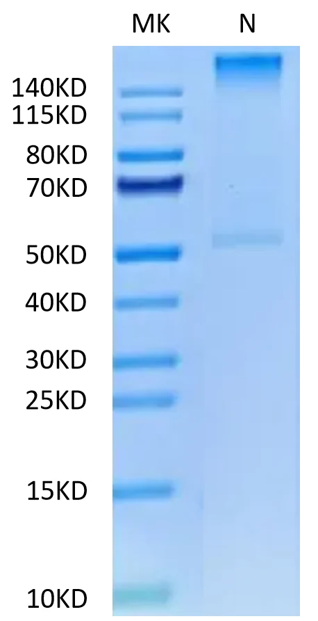 PRAME-HP005 Bis-Tris-PAGE-white result