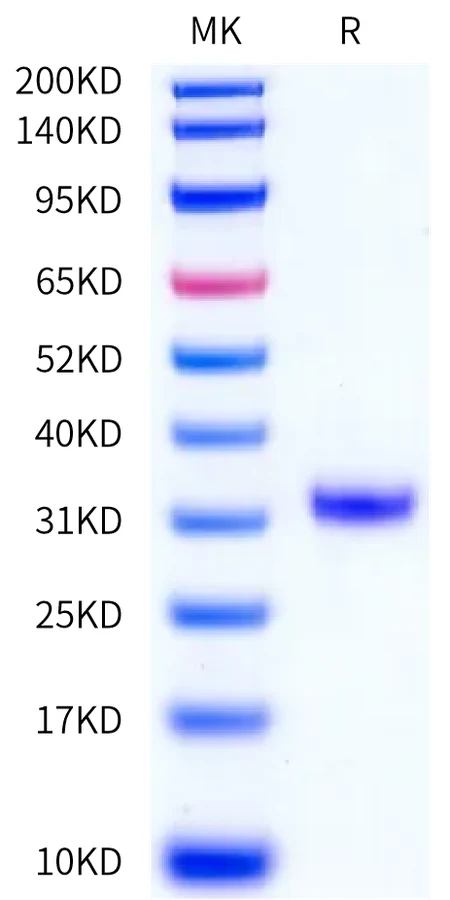 PSA-HB001 Bis-Tris-PAGE-white result