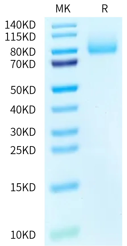 PSGL1-HB001 Bis-Tris-PAGE-white result