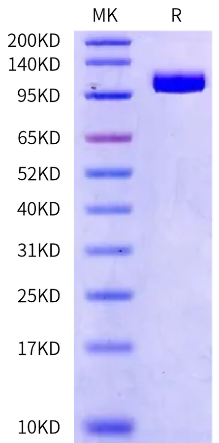 PSMA-CB001 Bis-Tris-PAGE-white result