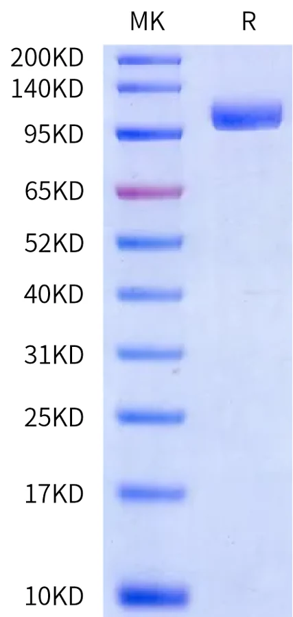 PSMA-HB001 Bis-Tris-PAGE-white result