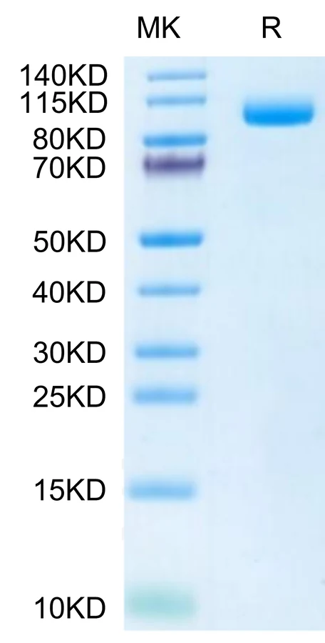 PSMA-MB001 Bis-Tris-PAGE-white result