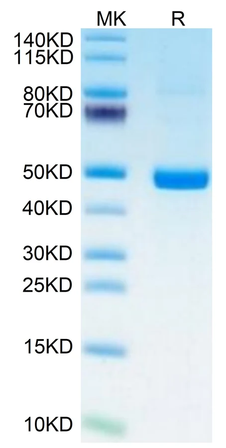 PSMP-HF001 Bis-Tris-PAGE result