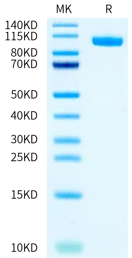 PTK7-HB001 Bis-Tris-PAGE-white result