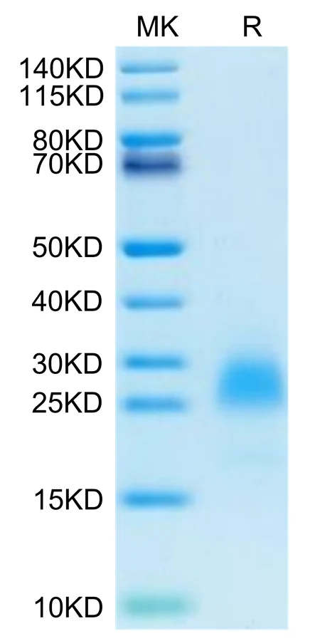 PVRIG-CP001 Bis-Tris-PAGE-white result