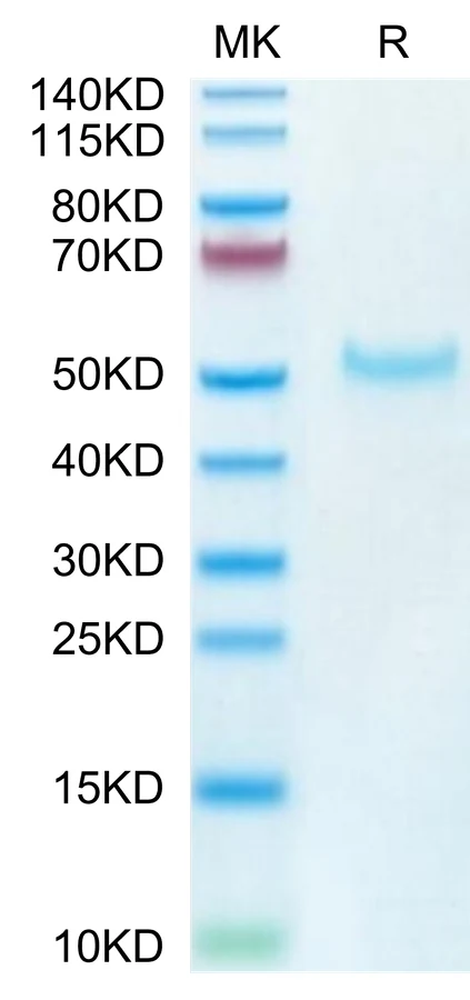 PVRIG-CP002 Bis-Tris-PAGE-white result